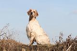 SETTER ANGLAIS 169